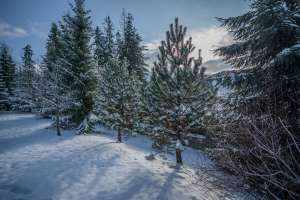 Rezydencja Marjo zimą