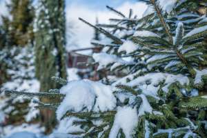 Rezydencja Marjo zimą